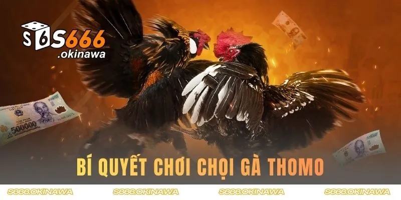 Bí quyết chơi chọi gà Thomo từ cao thủ cá cược