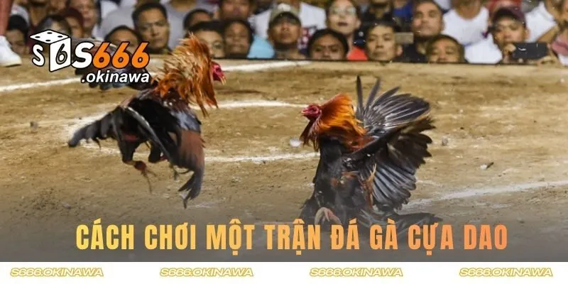   Cách chơi một trận đá gà cựa dao