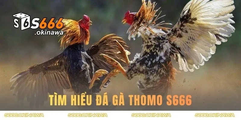 Tìm hiểu đá gà Thomo S666